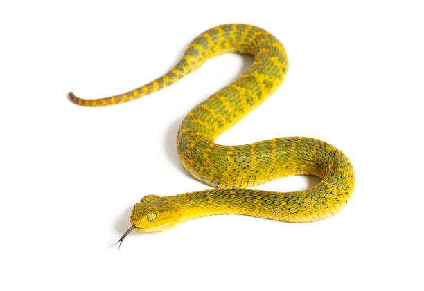 istock Leaf viper with its tongue out, Atheris squamigera, isolated on white 1445749799