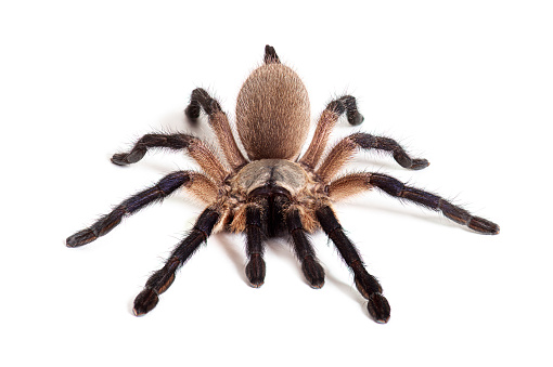 Blue Baboon Tarantula, Monocentropus balfouri, isolated on white