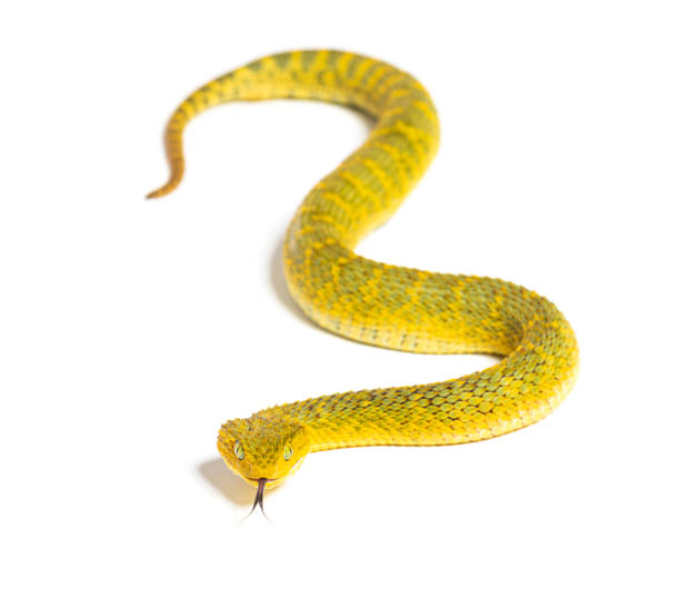 istock Leaf viper with its tongue out, Atheris squamigera, isolated on white 1445750189