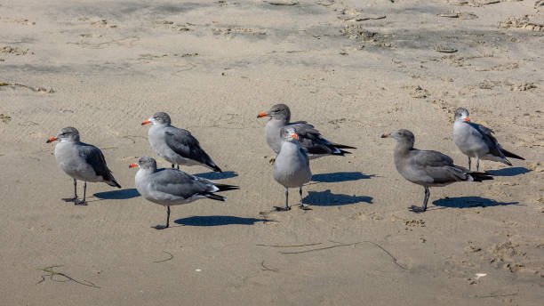 istock Heermann's gulls with the red, black-tipped beaks and the gray-blue feathers 1445750430