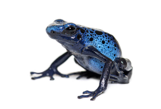 istock Blue poison dart frog, Dendrobates tinctorius azureus, isolated on white 1445751758
