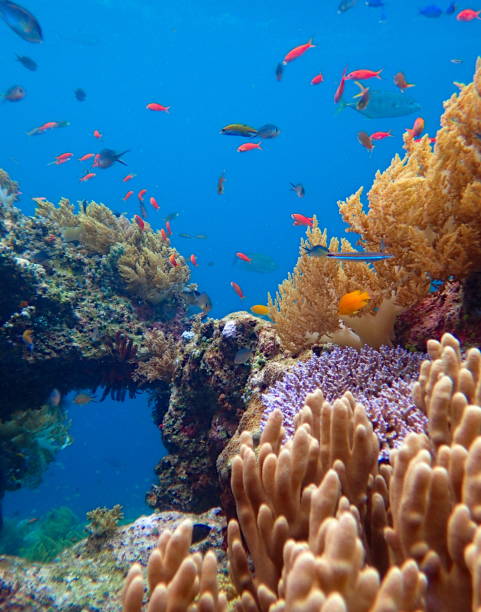 istock corals and school of fish 1445751793