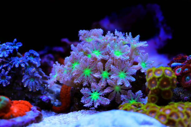 Clavularia clove polyps - Clavulariidae spp.