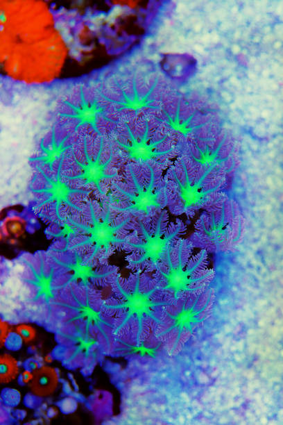 istock Clavularia clove polyps - Clavulariidae spp. 1445751901