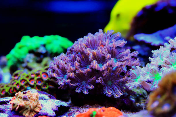 istock Clavularia clove polyps - Clavulariidae spp. 1445751911