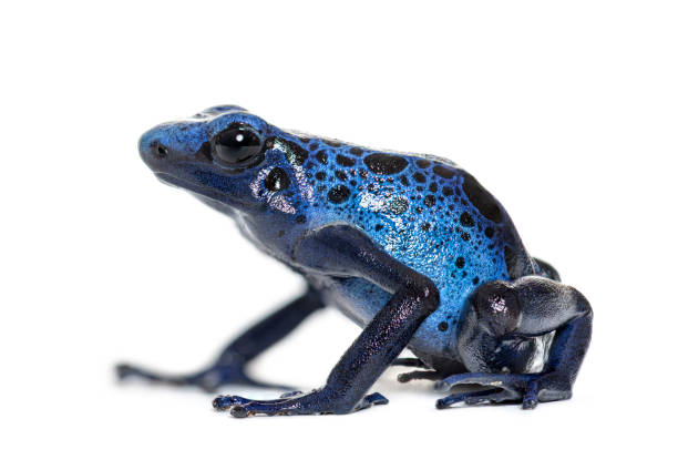 istock Blue poison dart frog, Dendrobates tinctorius azureus, isolated on white 1445752166