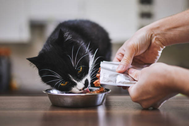 istock Man feeding his hungry cat at home 1445752331