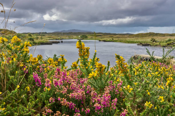 Bog and heather landscape in Conemara, Ireland stock photo
