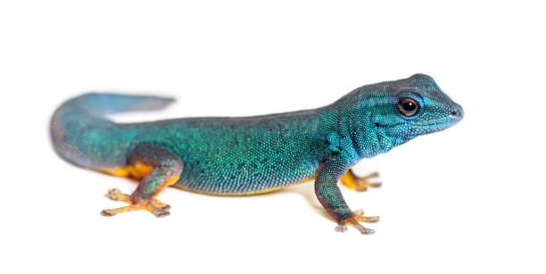 istock Electric blue gecko, Lygodactylus williamsi, isolated on white 1445752626