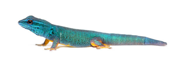istock Electric blue gecko, Lygodactylus williamsi, isolated on white 1445752700