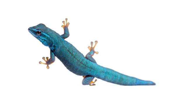 istock Electric blue gecko, Lygodactylus williamsi, isolated on white 1445752701