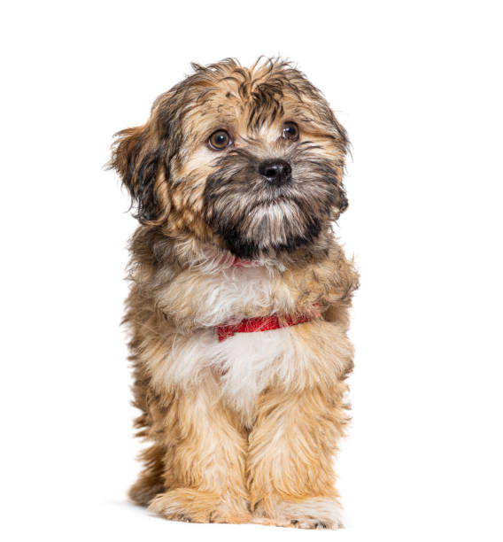 istock Crossbreed dog isolated on white 1445753559