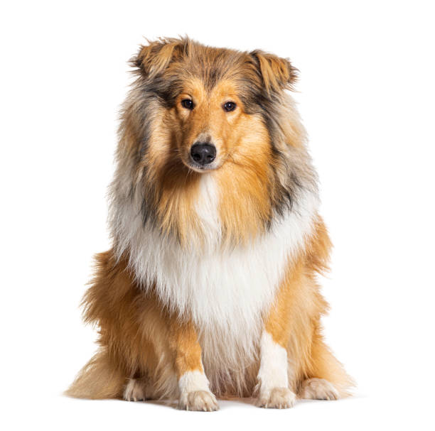 istock Rough Collie sitting isolated on white 1445753767