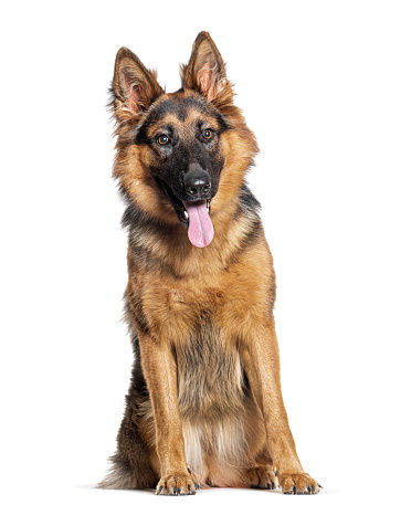 Young German shepherd sitting and panting,  isolated on white