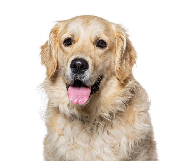 istock Old Golden Retriever isolated on white 1445754026
