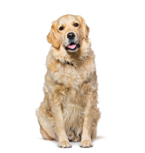 istock Old Golden Retriever isolated on white 1445754028