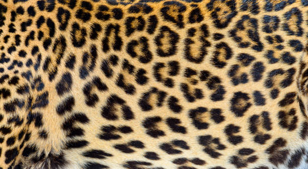 istock Close up of spotted Leopard fur texture 1445757003