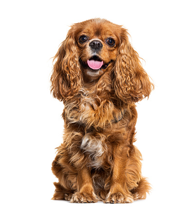 Happy Panting Cavalier king charles sapniel looking at the camera, isolated on white