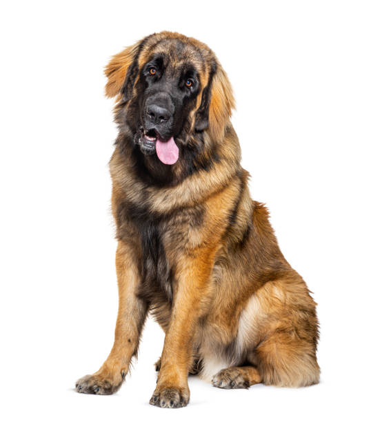 portrait d’un chien leonberger haletant, isolé sur blanc - leonberger photos et images de collection