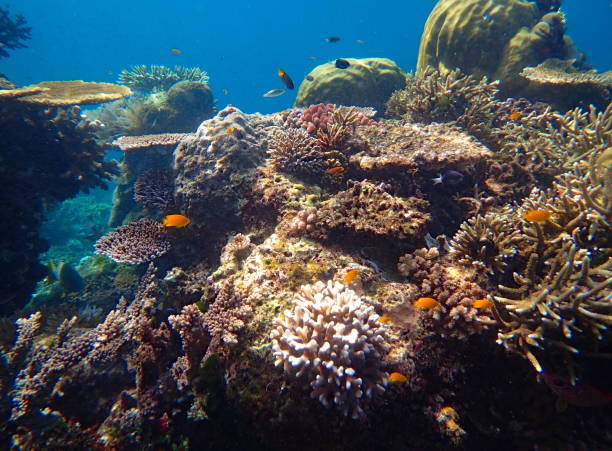 istock corals and school of fish 1445758359