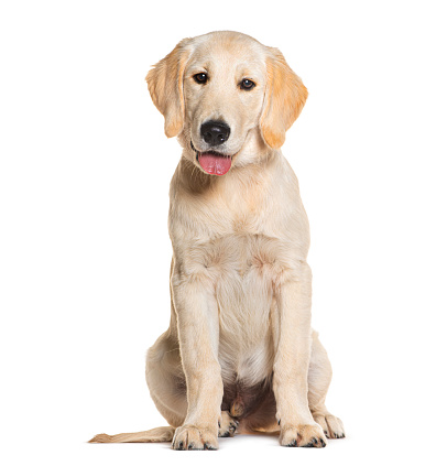 Labrador Retriever Head Close-up