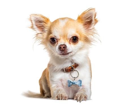 Young Chihuahua dog wearing a collar with a medal, isolated on white