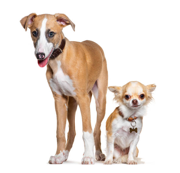 Young Whippet dog and a chihuahua side by side, together, isolated on white Young Whippet dog and a chihuahua side by side, together, isolated on white unbalance stock pictures, royalty-free photos & images
