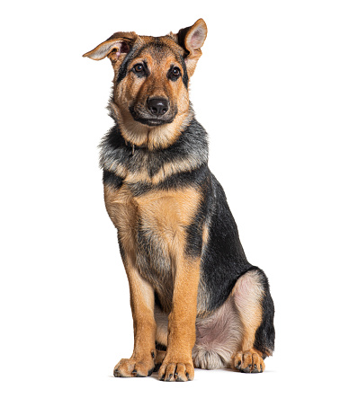 Portrait of a German shepherd dog on a background of green spring grass