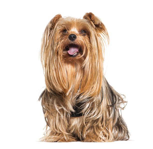 istock Panting and sitting Yorkshire Terrier, isolated on white 1445760408