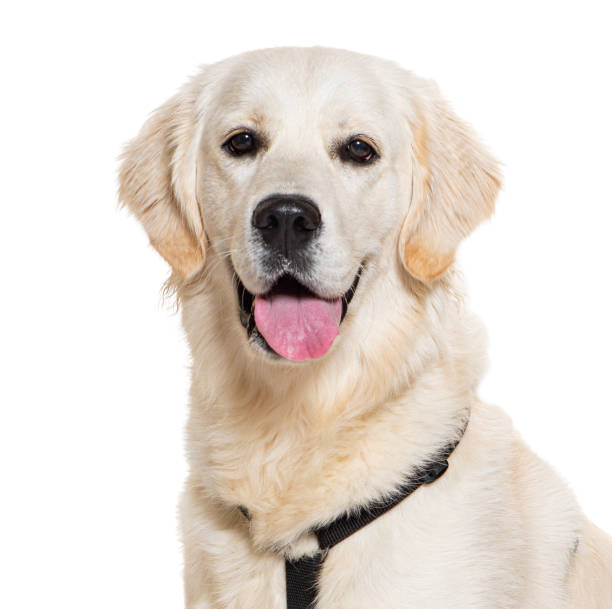 istock Golden Retriever panting, wearing an harness, isolated on white 1445760462