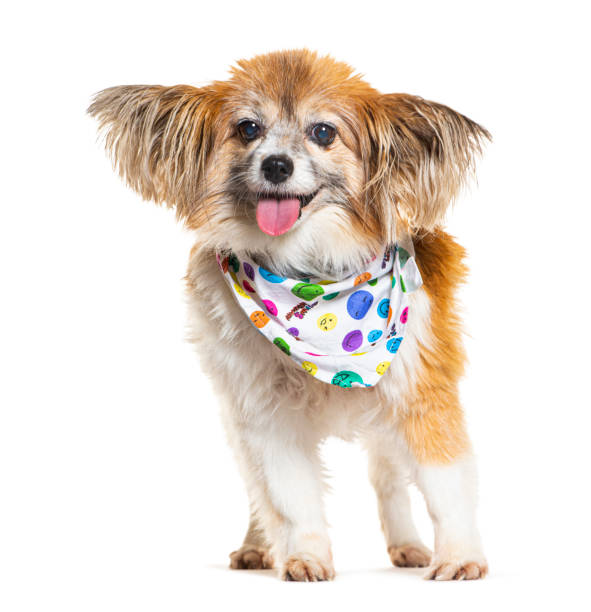 perro peludo chiuahua con una bufanda de colores divertidos, aislado en blanco - lengua de animal fotografías e imágenes de stock