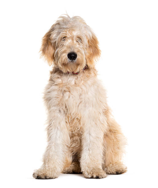 Doodle dog, Mixed breed between a golden Retriever and a poodle, isolated on white Doodle dog, Mixed breed between a golden Retriever and a poodle, isolated on white goldendoodle stock pictures, royalty-free photos & images
