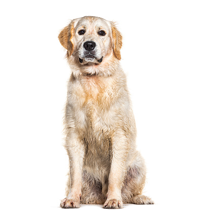Portrait of a wet Golden retriever wearing a collar dog, isolated on white