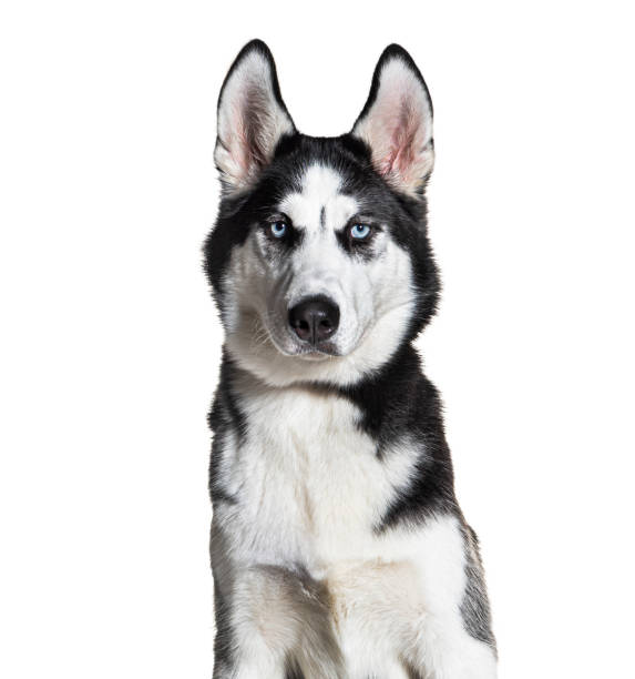 istock Siberian husky wearing a collar, isolated on white 1445761512