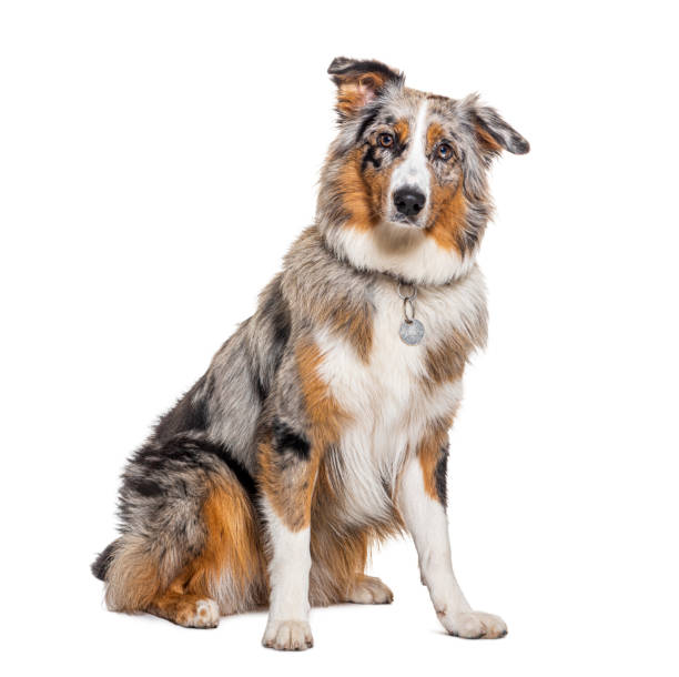istock Australian Shepherd isolated on white wearing a collar, isolated on white 1445761755