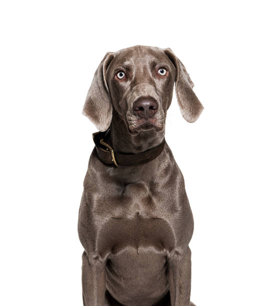 istock Weimaraner dog wearing collar, isolated on white 1445761788