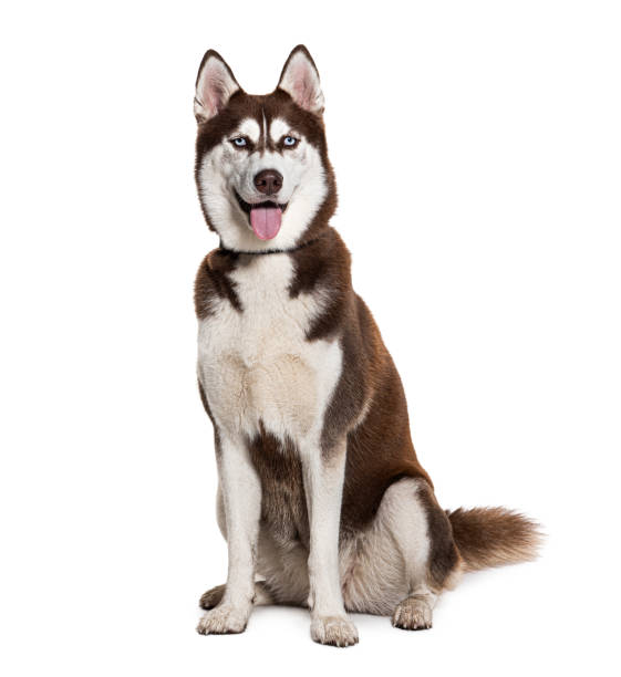 istock Brown and white Siberian husky wearing a collar, isolated on white 1445761847