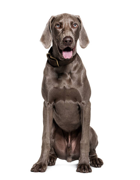 istock Weimaraner dog wearing collar, isolated on white 1445761855