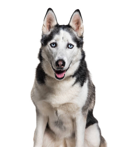 istock Siberian husky wearing a collar, isolated on white 1445761874