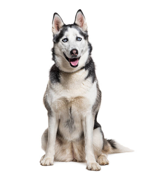 istock Siberian husky wearing a collar, isolated on white 1445761905