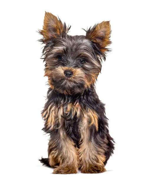 Three year old puppy yorkshire terrier dog, isolated on white
