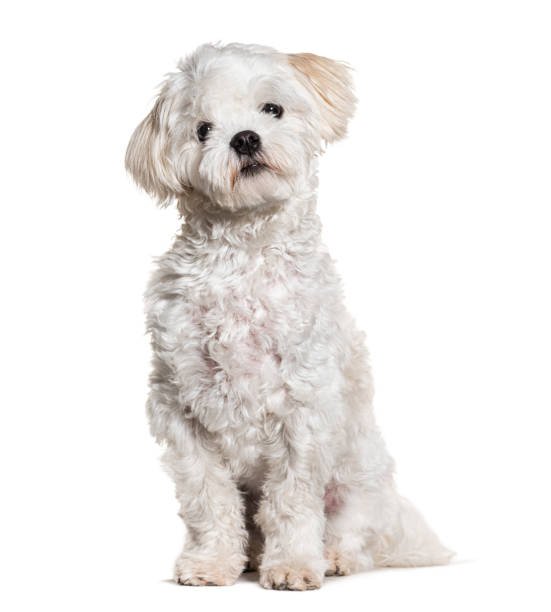 istock Maltese dog sitting, isolated on white 1445761971