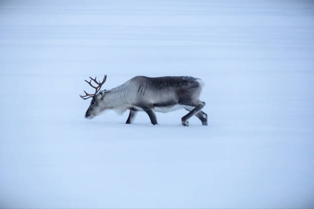Reindeer trying to walk in the deep snow on a cold winter day, Finland stock photo