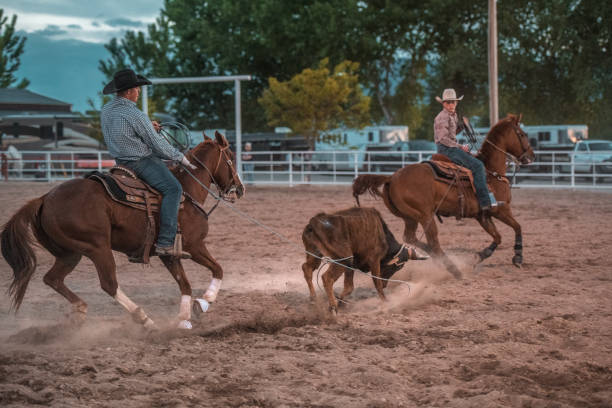 istock Cowboys Lassoing In Rodeo Arena 1445763573