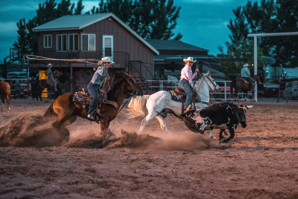 cowboys lassoing na arena de rodeio - halter horse animal adult - fotografias e filmes do acervo