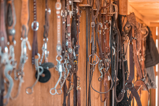 Bridles hanging on the wall in a horse barn.