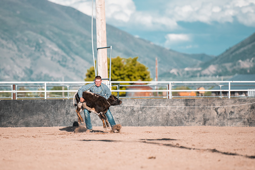 Cowboy riding a horse and steer roping in rodeo arena in Utah, USA.