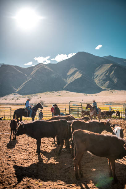 istock Cowboys Branding A Cattle 1445764837