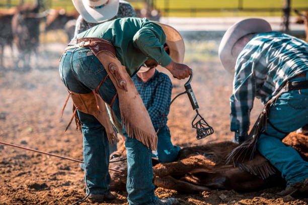 istock Cowboys Branding A Cattle 1445764862