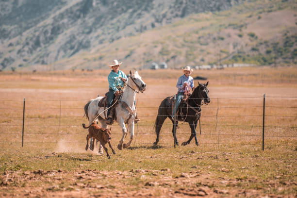 istock Cowboys Lassoing On The Ranch 1445764896